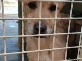 Meticcio cani Baffo adulto non abbaia neanche +,rassegnato! SUD a Città metropolitana di Milano - Annuncio 11