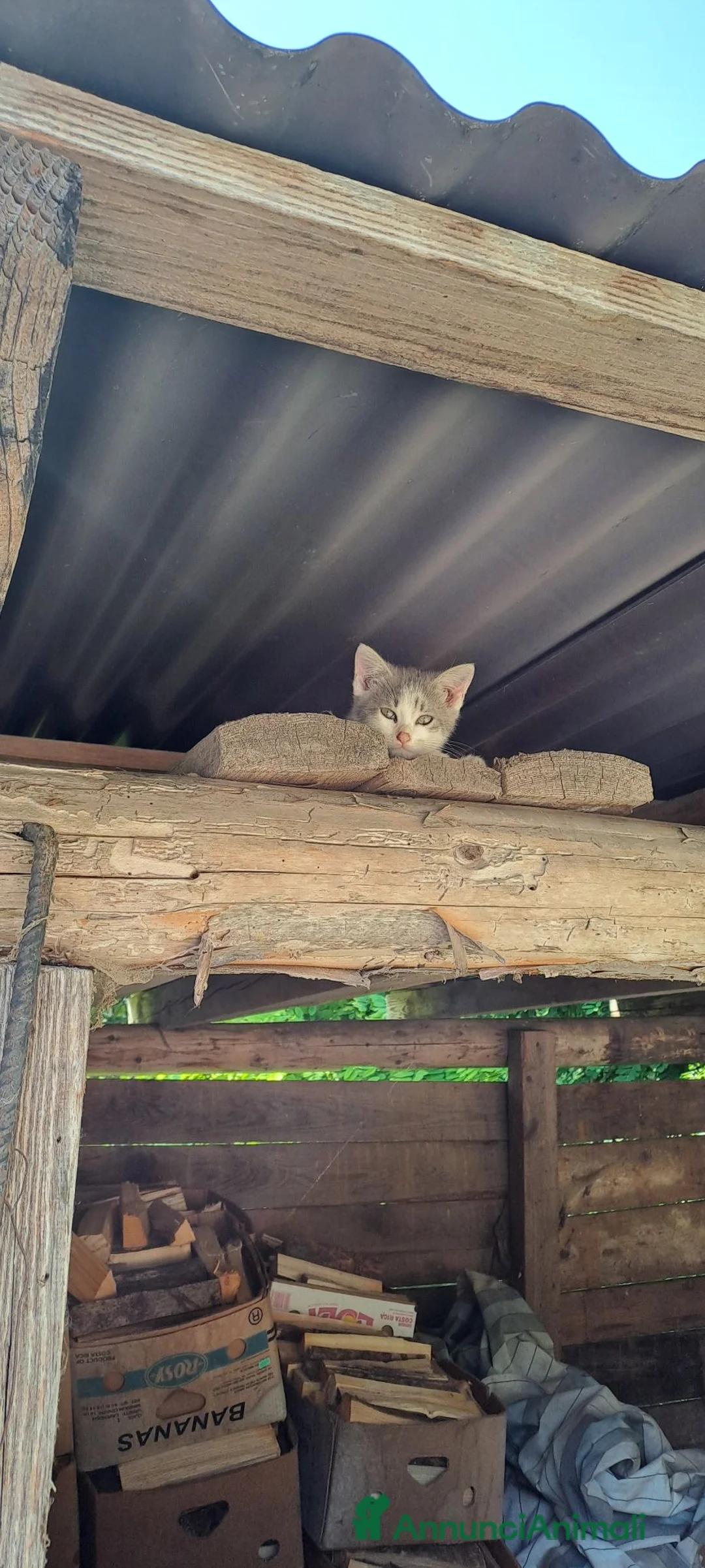 Meticcio gatti in regalo: Regalo gattini  a Provincia autonoma di Trento - Annuncio 5