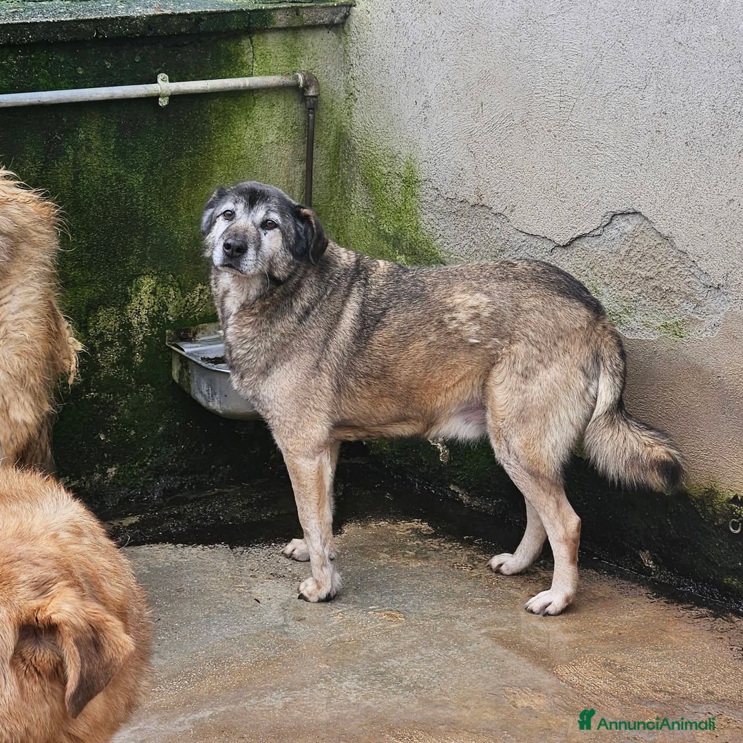 Meticcio cani in regalo: ADOZ.DEL CUORE: nonnino 10 anni, sta con tutti! - Annuncio 3