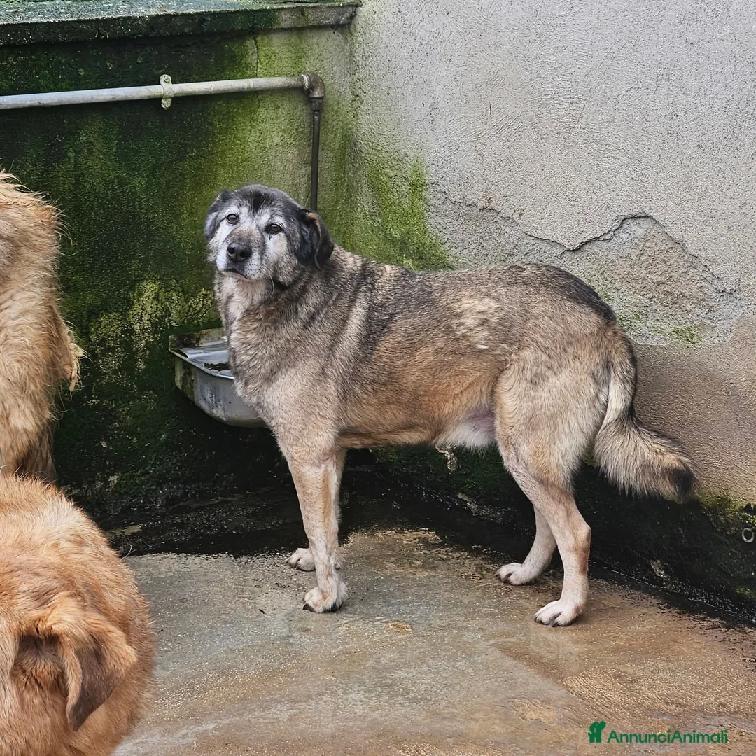 Meticcio cani in regalo: ADOZ.DEL CUORE: nonnino 10 anni, sta con tutti! - Annuncio 3