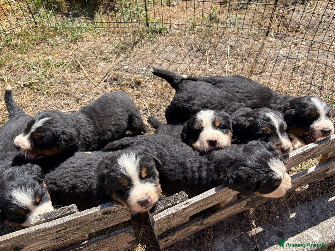 Bovaro del Bernese cani in vendita: Cuccioli del Bovaro del Bernese  - Annuncio 15