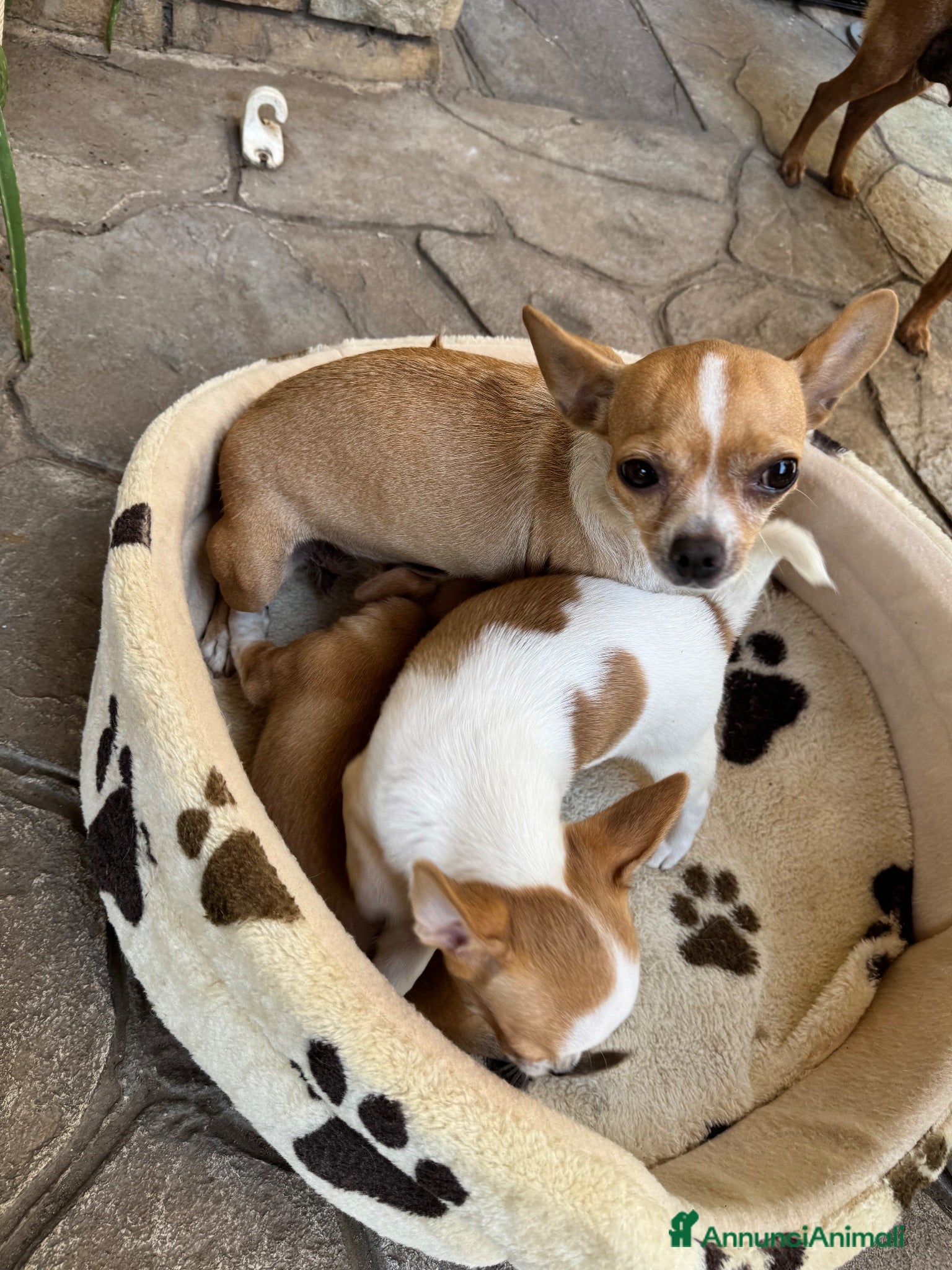 Chihuahua cani Vendita chihuaua - Annuncio 4