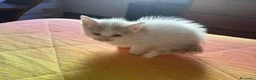 Europeo gatti in regalo: Gattina bianca con macchie rossicce - Annuncio 1