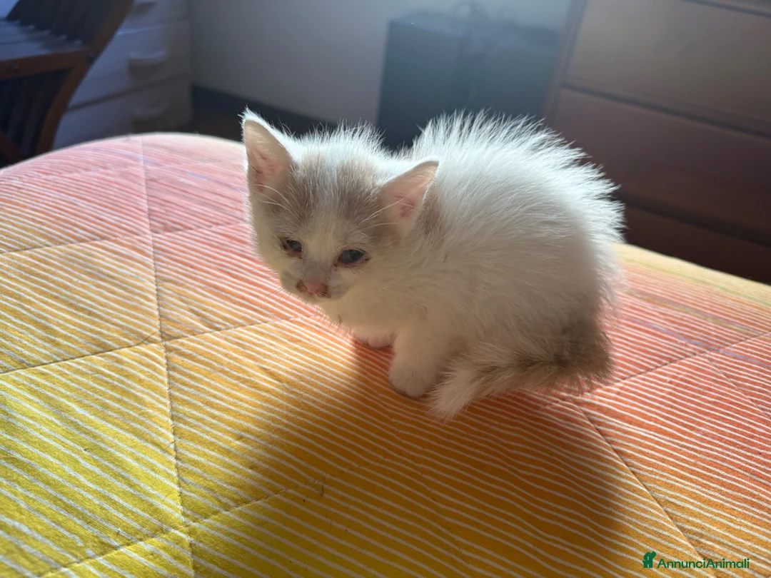Europeo gatti in regalo: Gattina bianca con macchie rossicce - Annuncio 1