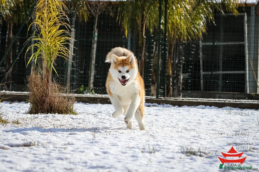 Immagine della galleria {{count}}