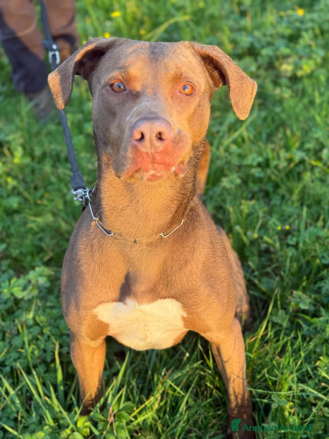 Pitbull cani in regalo: Splendido pitbull Red Nose - ZORO - Annuncio 1