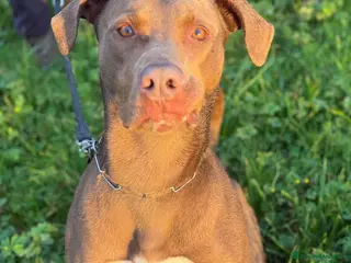 Pitbull cani Splendido pitbull Red Nose - ZORO - Annuncio 28