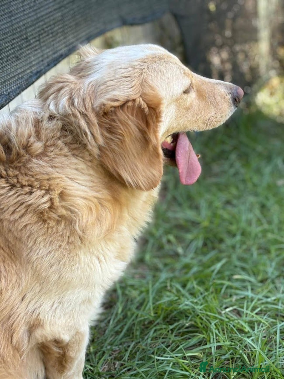 Altre razze cani in regalo: OSCAR DOLCE CANE ASPETTA CASA - Annuncio 11
