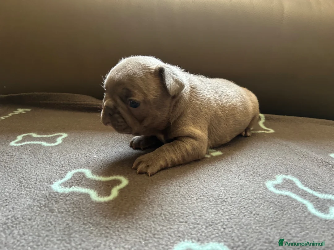 Bulldog Francese cani in vendita: Cuccioli di bulldog francese BLUE - Annuncio 12