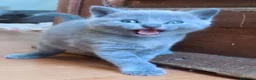 Certosino gatti in vendita: Certosino  - Annuncio 3