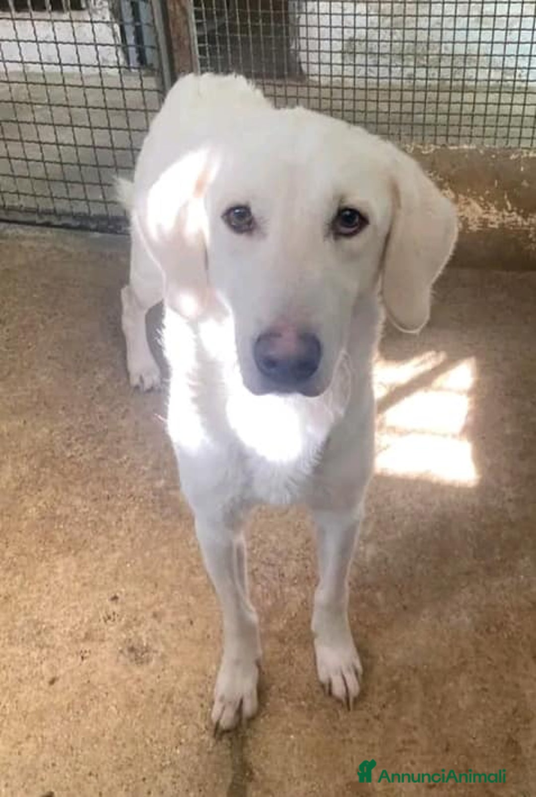 Meticcio cani in regalo: LERRY determinato tg mediogrande - Annuncio 4