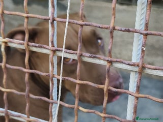 Pitbull cani JAGO, GIOVANE PIT TENERO E VITALE - Annuncio 28