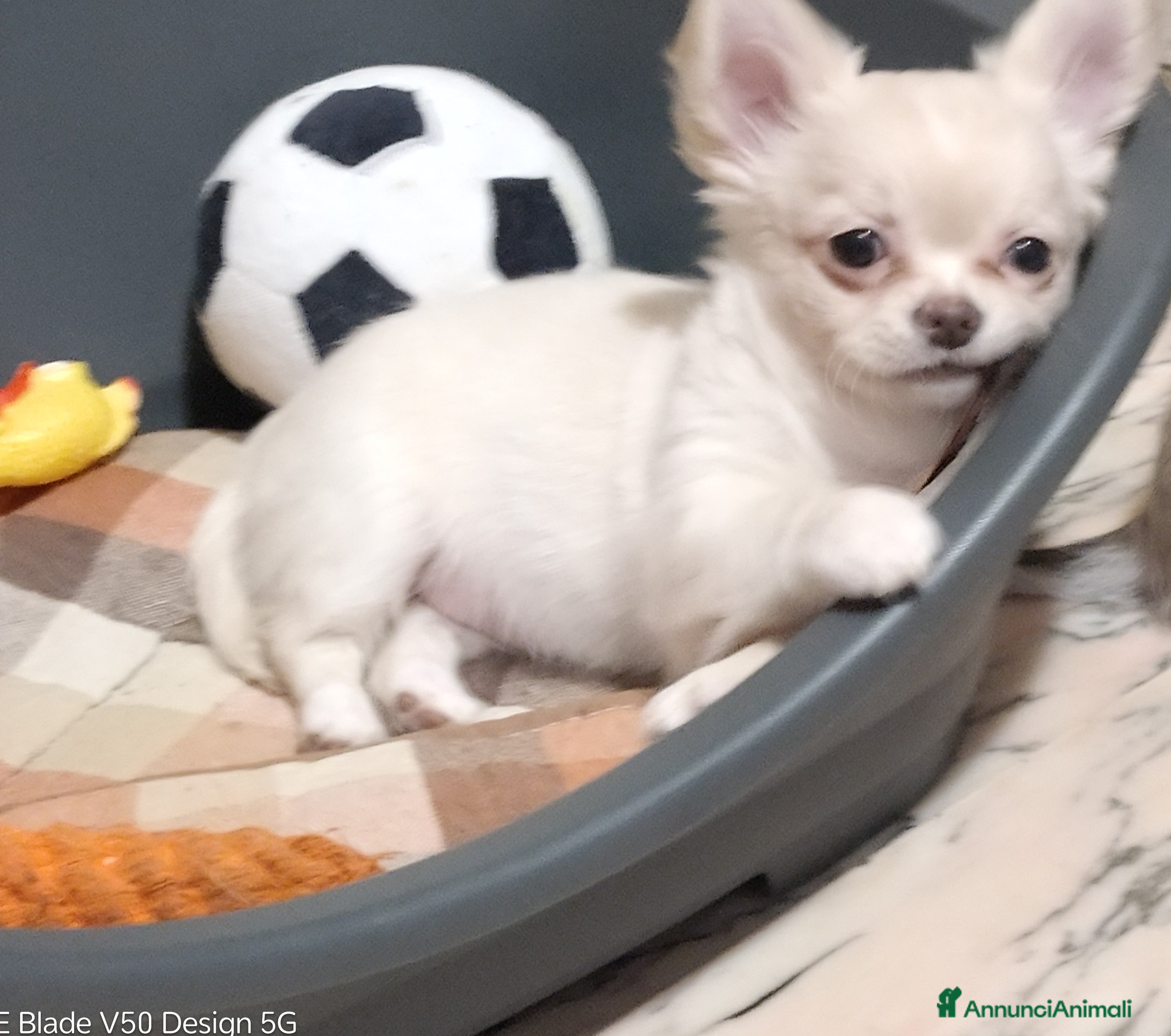 Chihuahua cani Cuccioli chihuahua - Annuncio 2