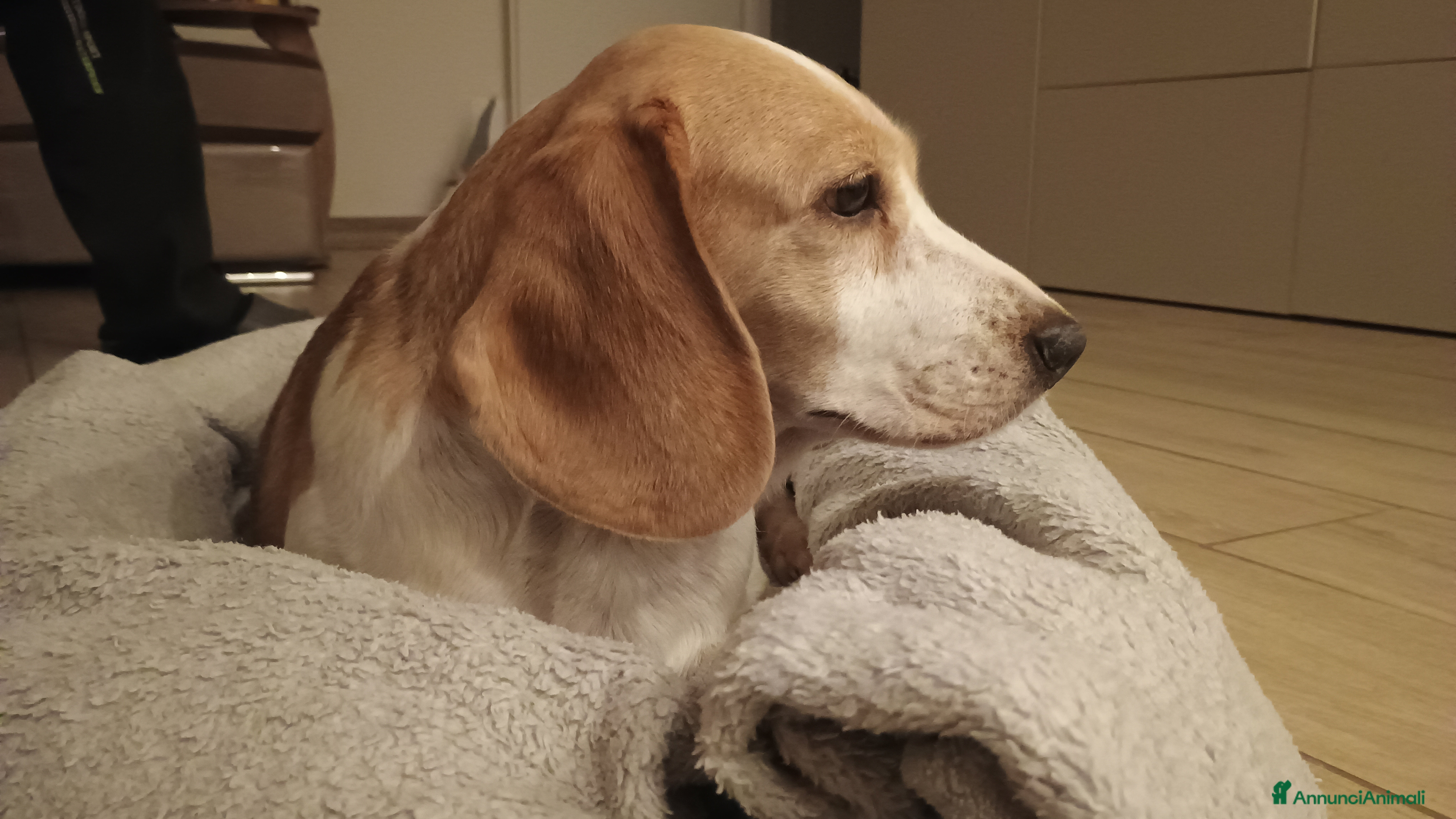 Beagle cani Luna, Beagle femmina di 6 anni e mezzo cerca casa - Annuncio 2
