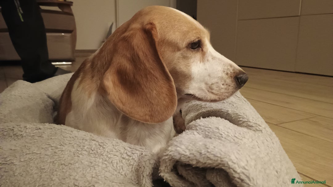 Beagle cani in regalo: Luna, Beagle femmina di 6 anni e mezzo cerca casa - Annuncio 2