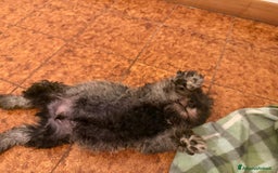 Mini Schnauzer cani in vendita: ZWERGSCHNAUZER PEPE E SALE - Annuncio 4