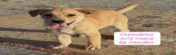 Meticcio cani in regalo: Meticci dimenticati da tutti  a Provincia di Pavia - Annuncio 6