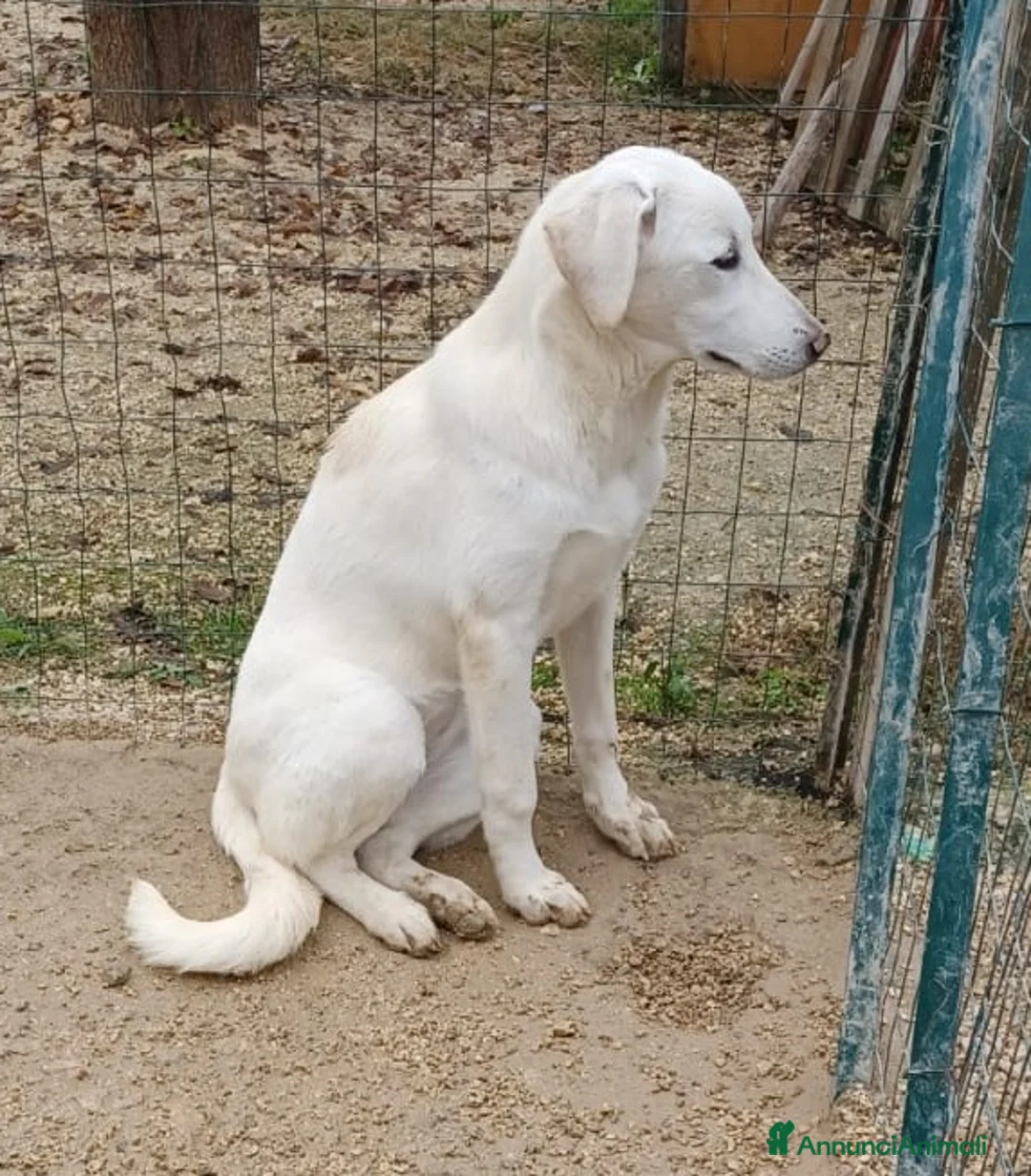 Meticcio cani in regalo: ZULEIA DEMYR E TINA SIMIL LABRADORINI - Annuncio 7