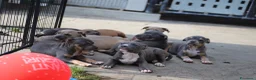 Pitbull cani in vendita: Cuccioli Pit Bull pronta consegna anche a rate - Annuncio 19