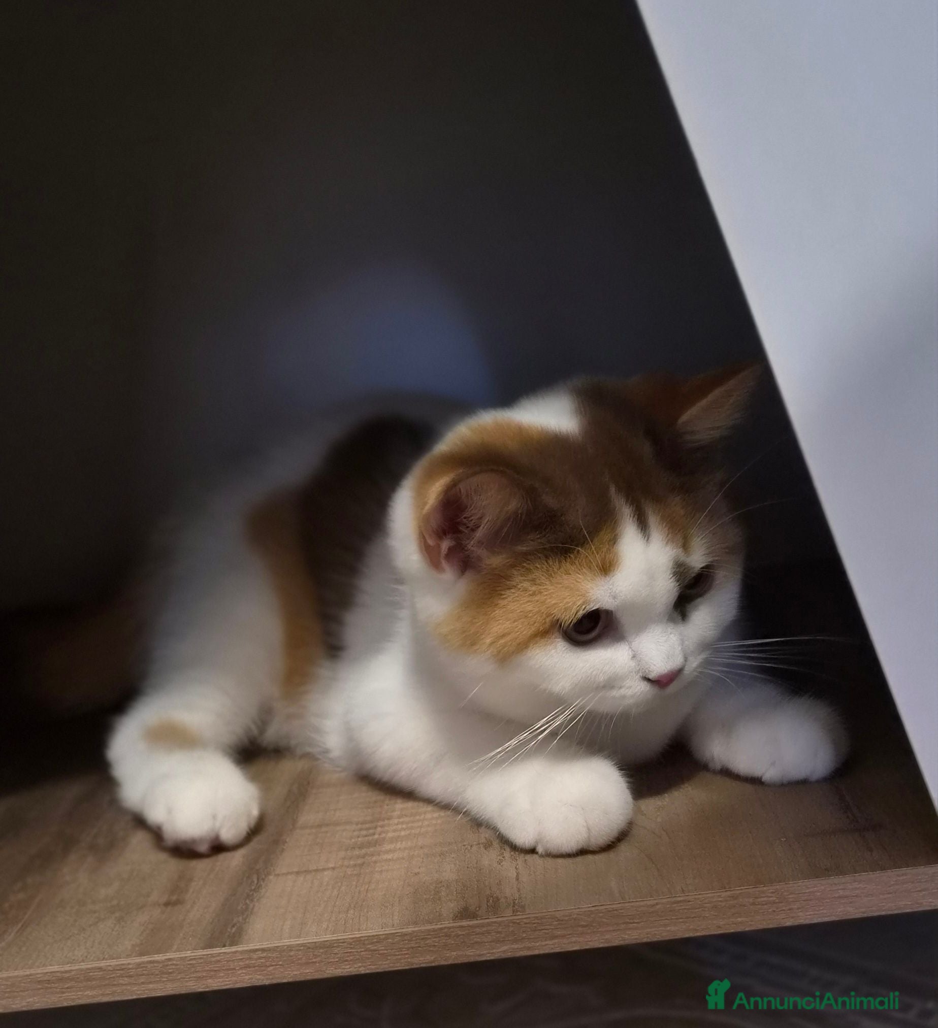 British gatti British shorthair  - Annuncio 1