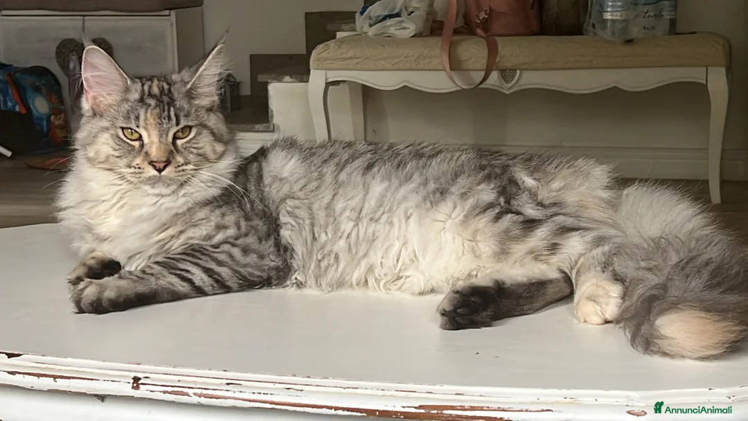 Maine Coon gatti in vendita: Maine Coon bellissimi - Annuncio 1
