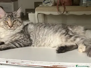 Maine Coon gatti Maine Coon bellissimi - Annuncio 2