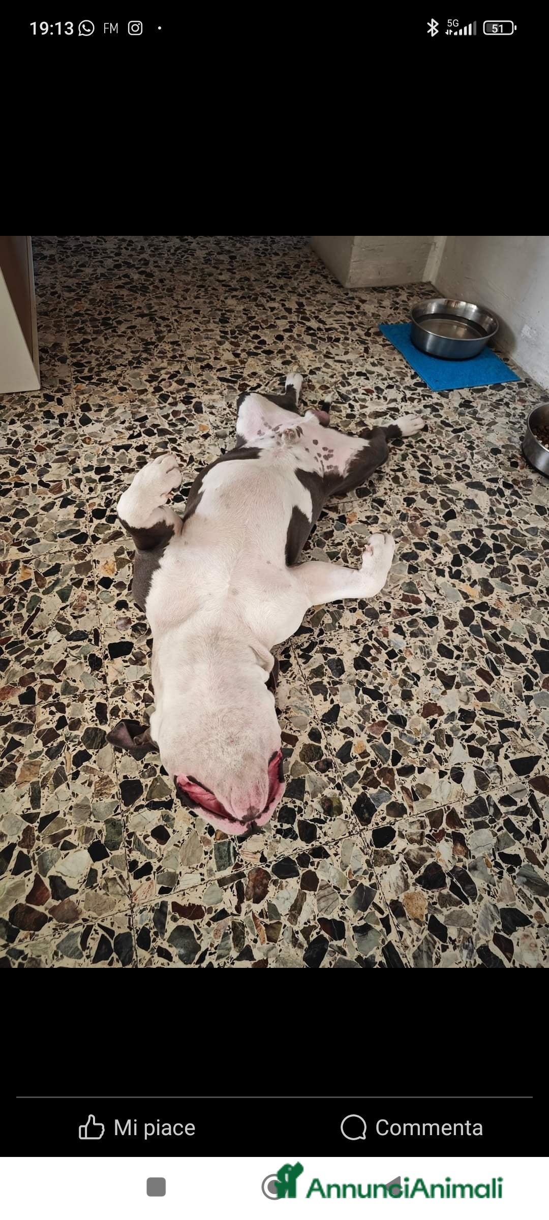 Pitbull cani per accoppiamento: Monta - Annuncio 36