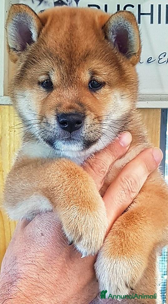 Shiba Inu cani in vendita: Cucciolo maschio disponibile pedigree  - Annuncio 26
