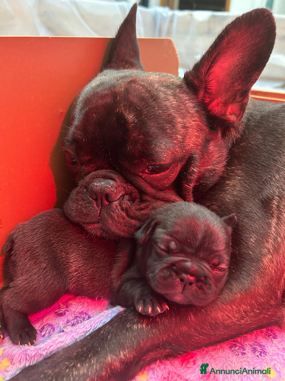 Bulldog Francese cani in vendita: Cuccioli di bulldog francese ❤️ - Annuncio 7