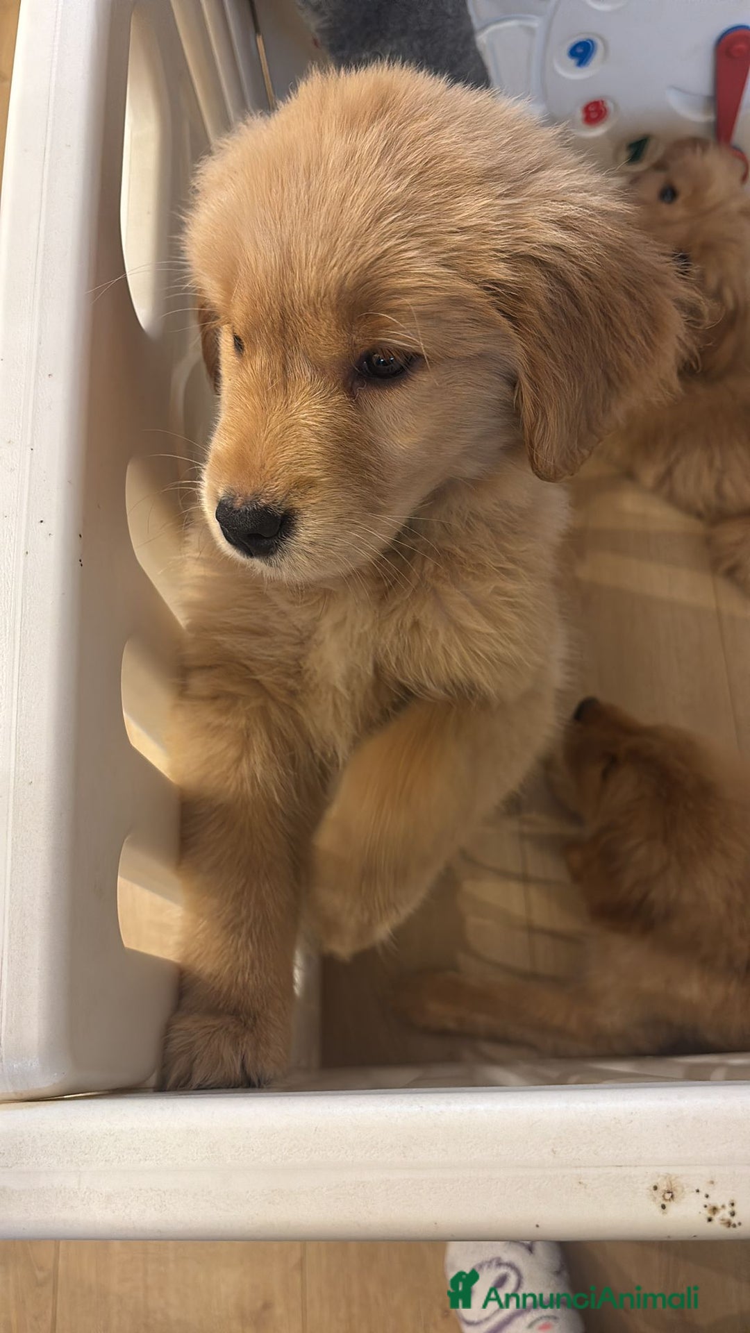 Golden Retriever cani in vendita: Cucciole Golden Retriever 100% americane - Annuncio 5