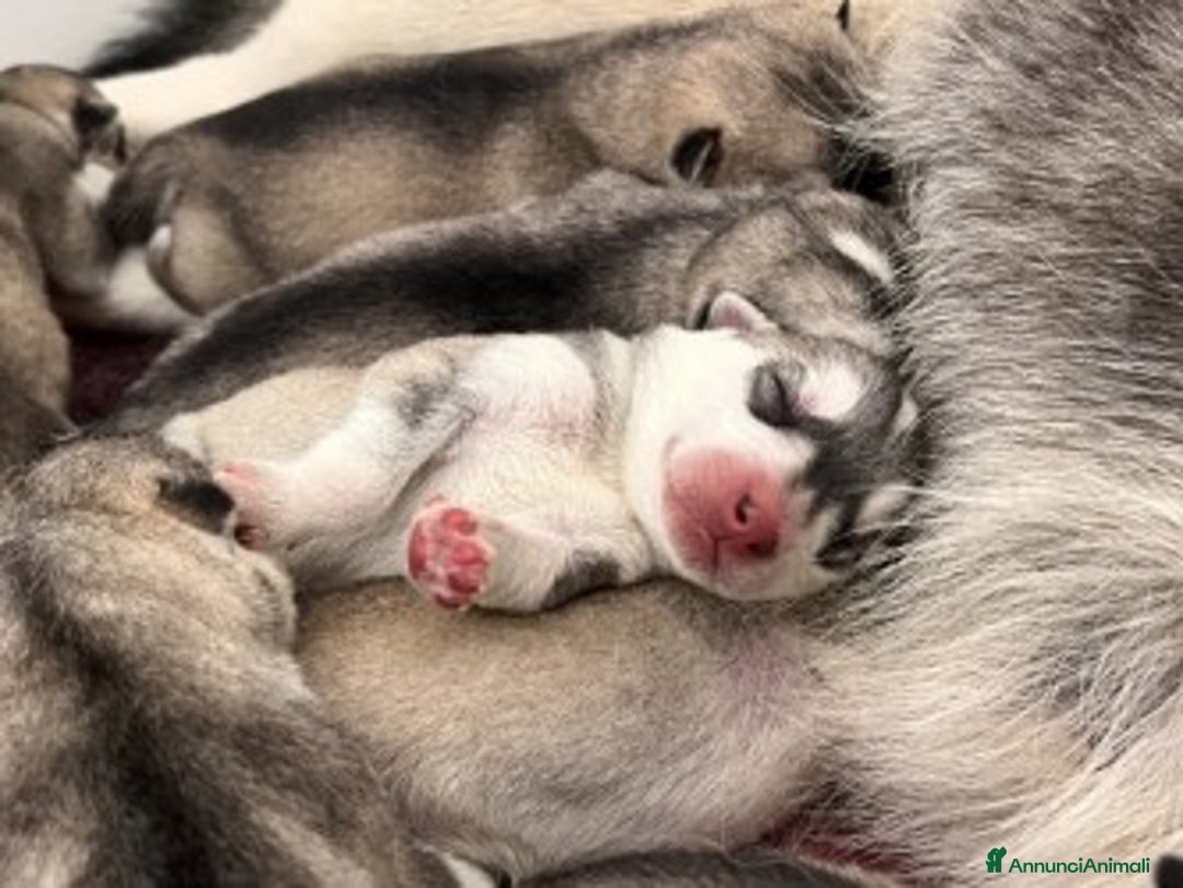 Husky cani in vendita: Splendidi cuccioli di SIBERIAN HUSKY - Annuncio 9