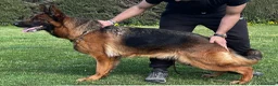 Pastore Tedesco cani in vendita: Super cuccioli alta genealogia - Annuncio 4