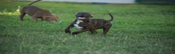 Pitbull cani in vendita: Cuccioli Pit Bull con pedigree anche a rate - Annuncio 21