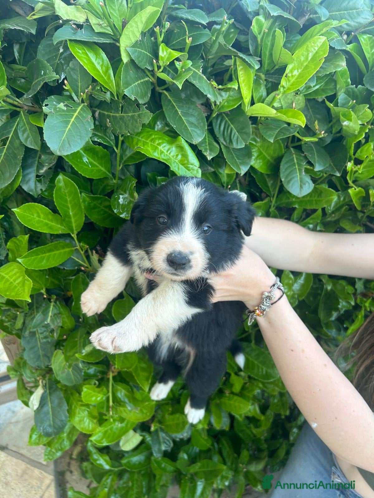 Border Collie cani in vendita: Cuccioli border collie  - Annuncio 10