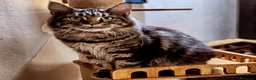 Maine Coon gatti in vendita: Cucciole di Maine Coon  - Annuncio 9