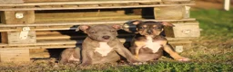 Pitbull cani in vendita: Pit Bull con pedigree anche a rate  - Annuncio 14