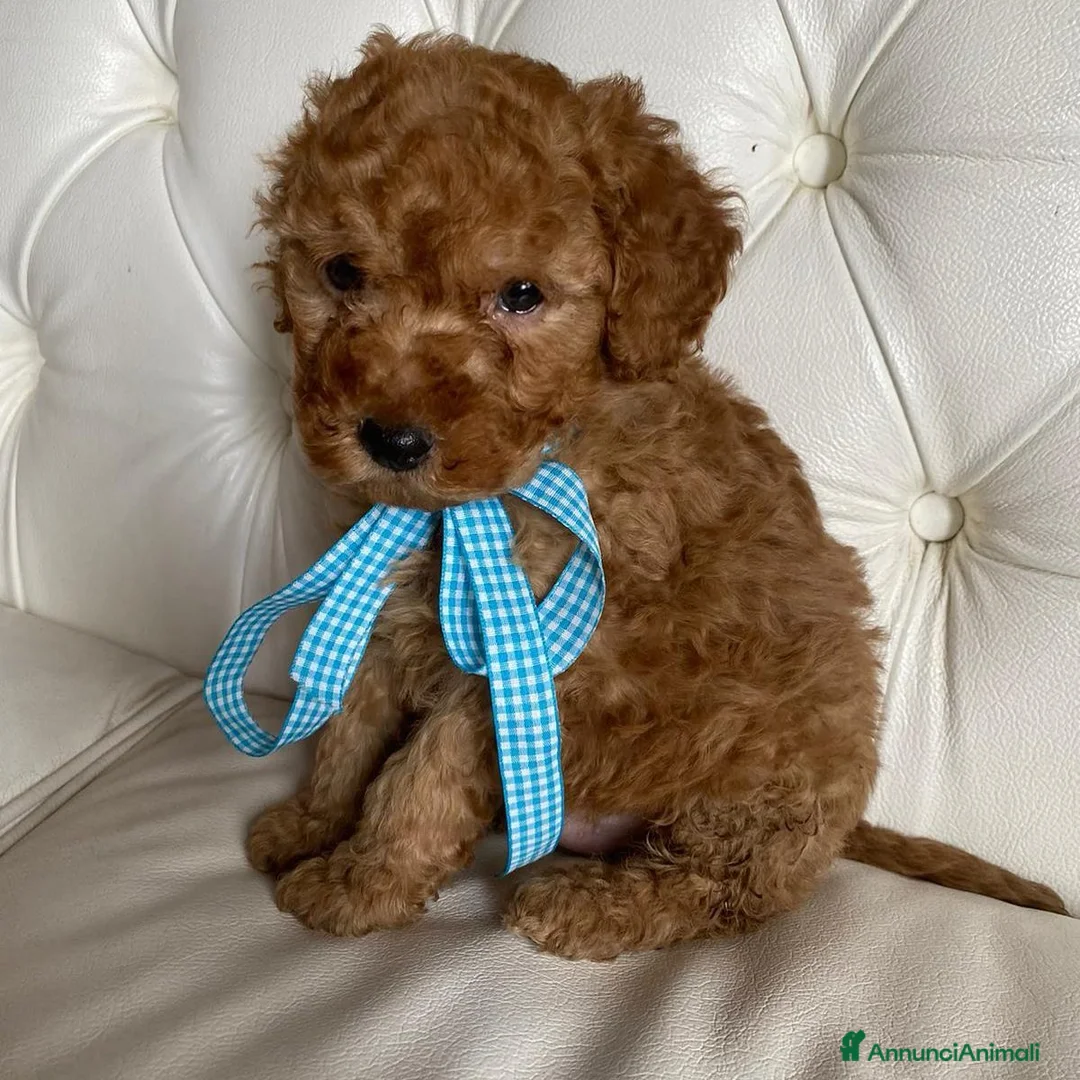 Barboncino Toy cani in vendita: Cuccioli di razza Barboncino Toy a Provincia di Verona - Annuncio 5