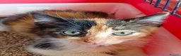 Meticcio gatti in regalo: Occhi belli! - Annuncio 2