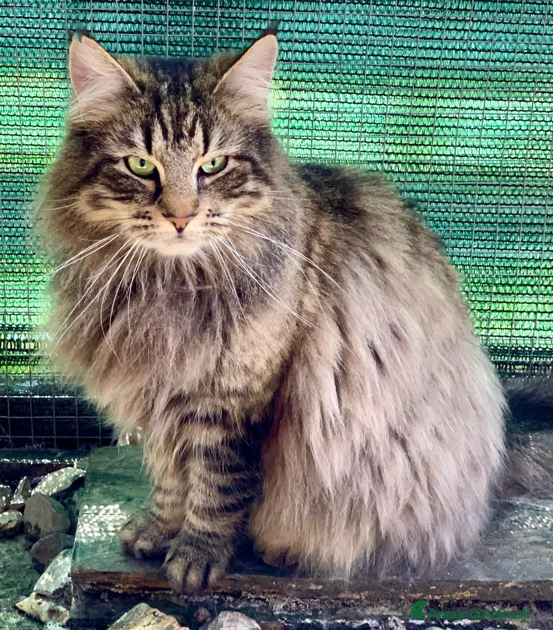 Norvegese gatti in vendita: Norvegesi delle foreste cuccioli a Provincia di Piacenza - Annuncio 1
