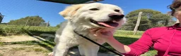 Meticcio cani in regalo: LUCIA DA SEMPRE IN CANILE CERCA LA SUA FAMIGLIA - Annuncio 3