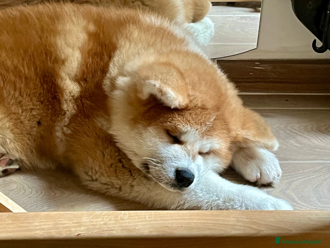 Akita Inu cani in vendita: Ultima Cucciola Femmina disponibile  - Annuncio 4