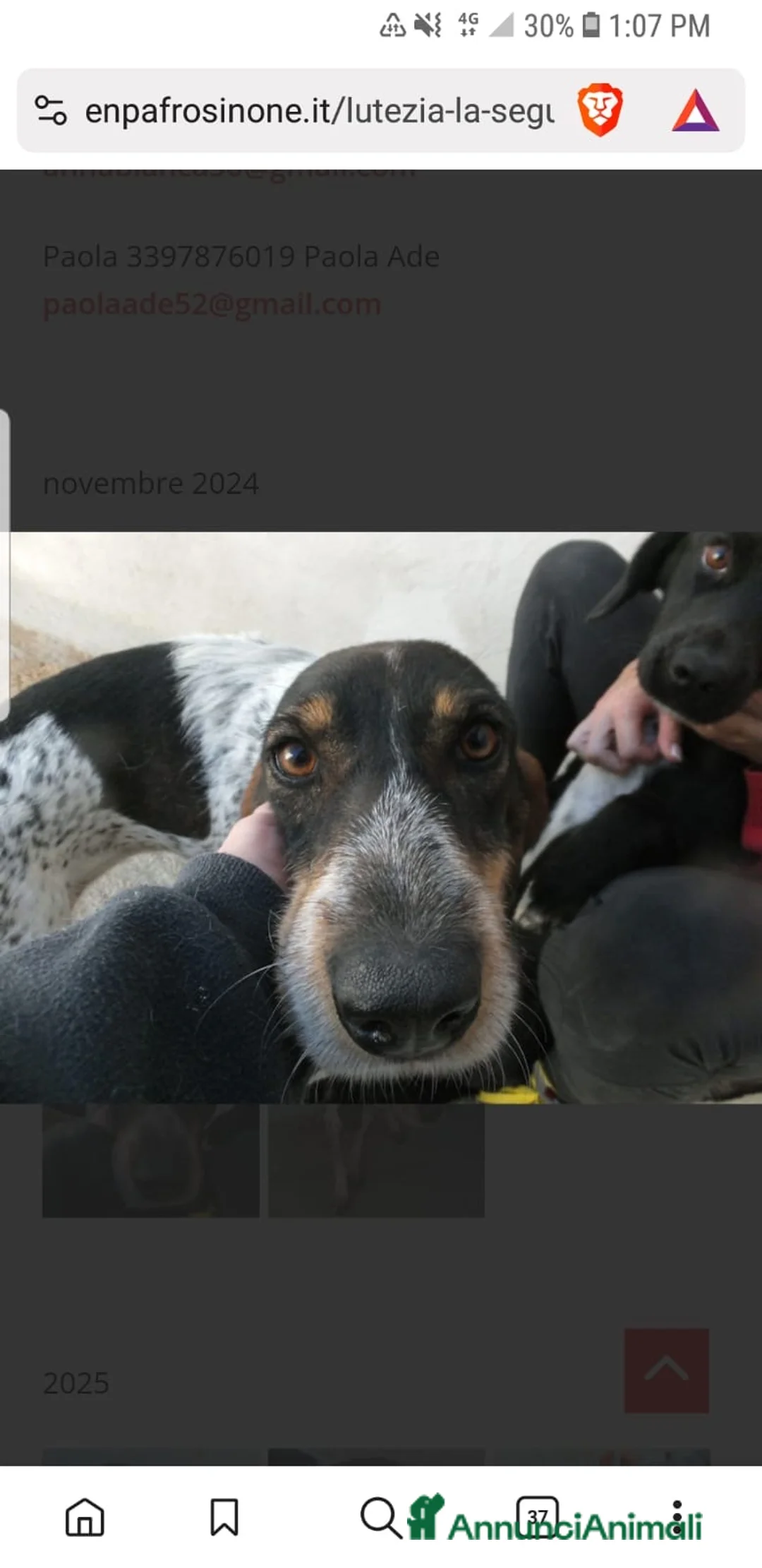 Segugio cani in regalo: ADOZ.DEL CUORE: cacciatore di m** come sempre… - Annuncio 4