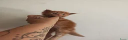 Maine Coon gatti in vendita: Cuccioli di Maine Coon  - Annuncio 6