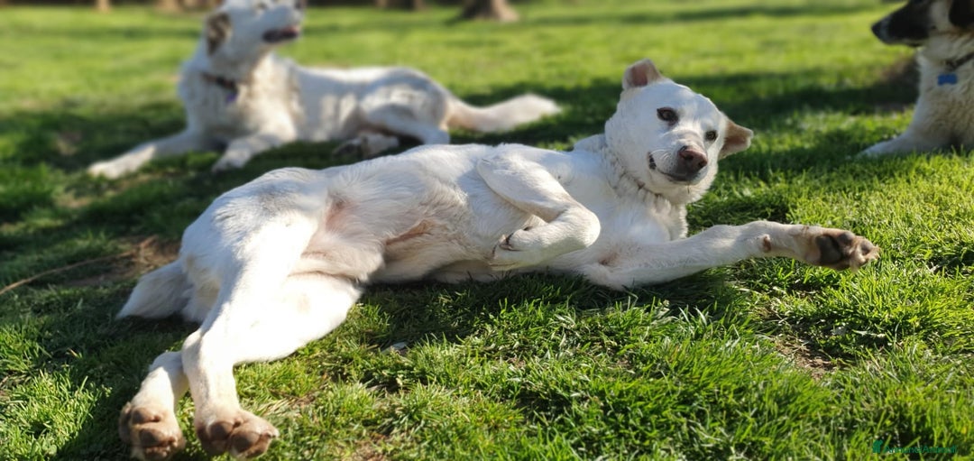 Meticcio cani in regalo: Baldo,un cuore grande per lui ci sara mai? a Pomezia - Annuncio 4