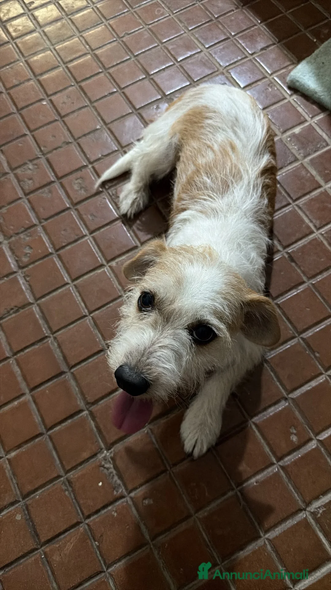 Meticcio cani in regalo: Cucciolo di taglia piccola  - Annuncio 2