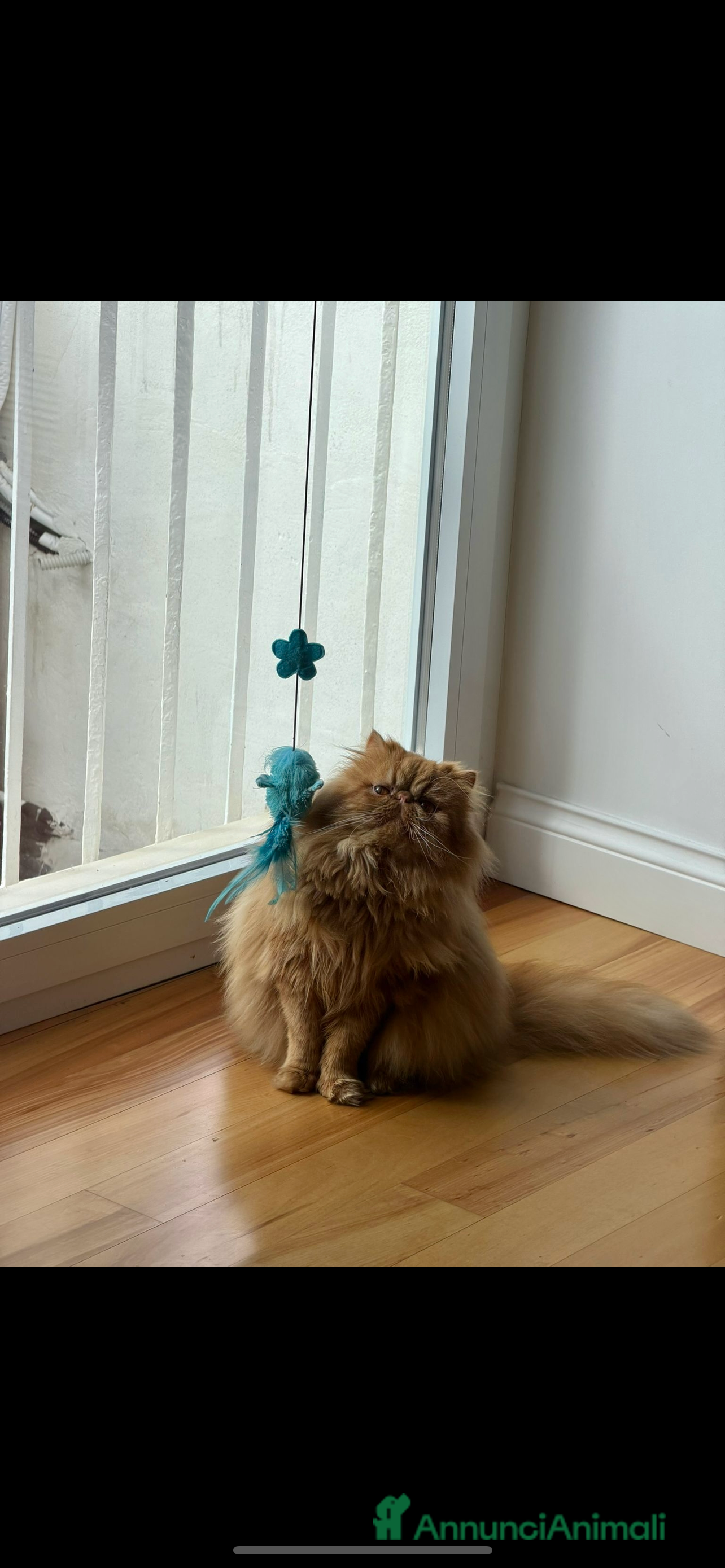 Persiano gatti Bellissimo gatto persiano disponibile per monta  - Annuncio 15