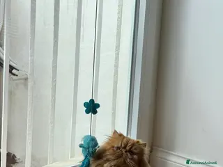 Persiano gatti Bellissimo gatto persiano disponibile per monta - Annuncio 15