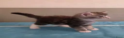 Maine Coon gatti in vendita: Litter F Dolci Fusa - Annuncio 9
