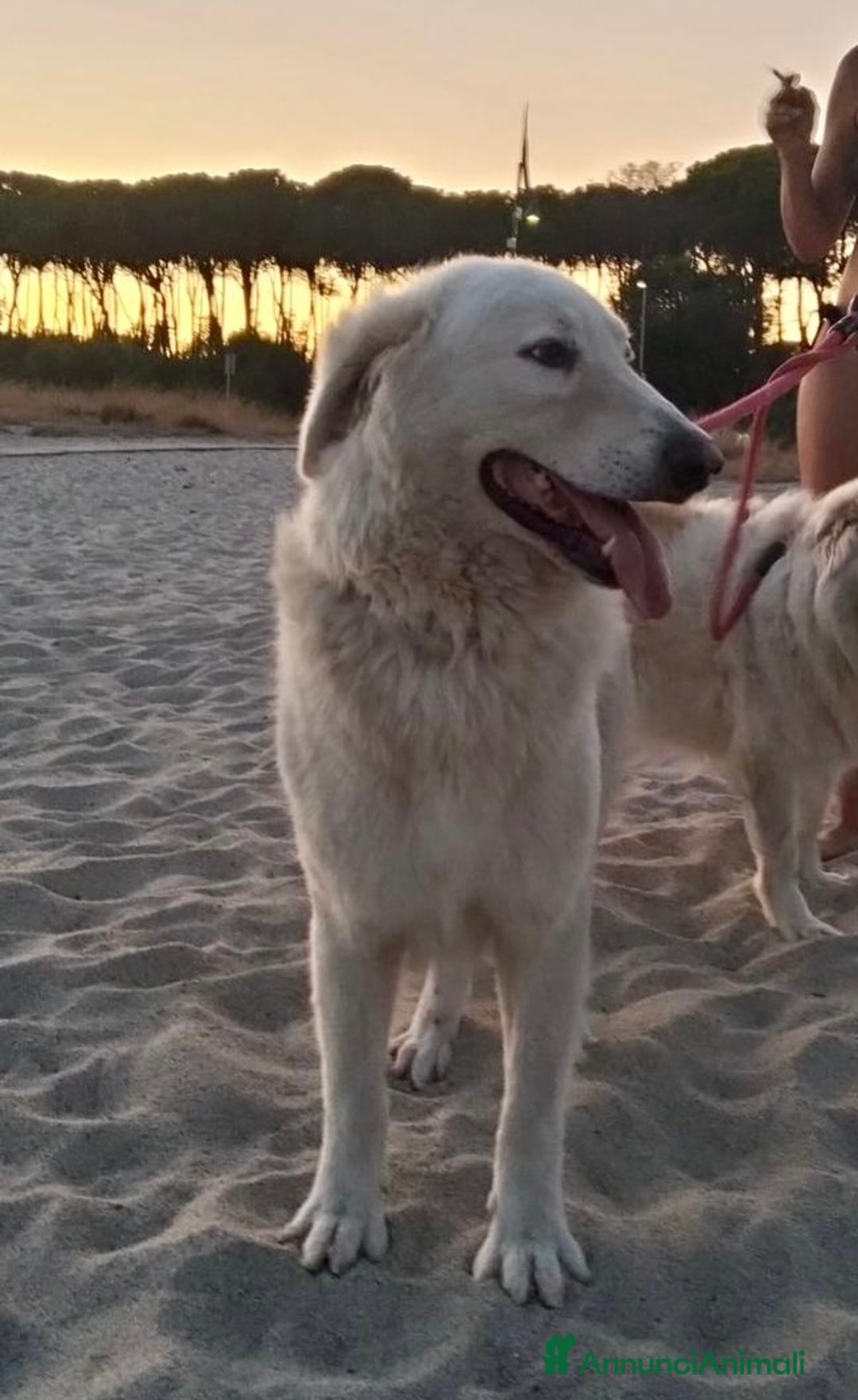 Pastore Maremmano cani in regalo: Dolcissimo cucciolone di 4anni sogna una famiglia  - Annuncio 7