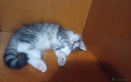 Norvegese gatti in vendita: Gatti delle foreste norvegesi  a Provincia di Vicenza - Immagine 3